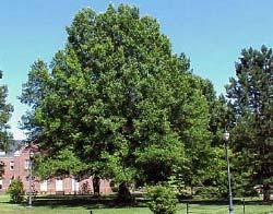 Allowable tree species are listed in Figure 5; Figure 5 - Preferred Tree List Large Trees: Willow Oak, Nuttail Oak, Overcup Oak,