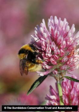 Are pollinators in decline?