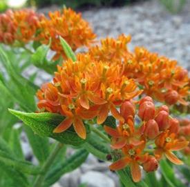 Milkweed Aslepias Syriaca Improved water quality due to LID quality control improves waterfront ecosystems