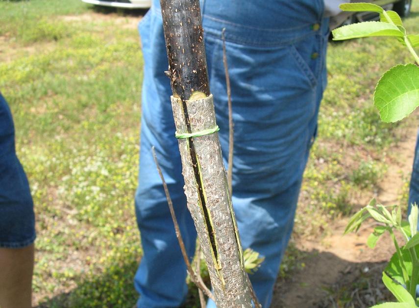 Whip Grafting Seedling trees and nursery stock of 1, 2 and 3 years of age with a diameter up to 1 inch may be grafted by the whip method.