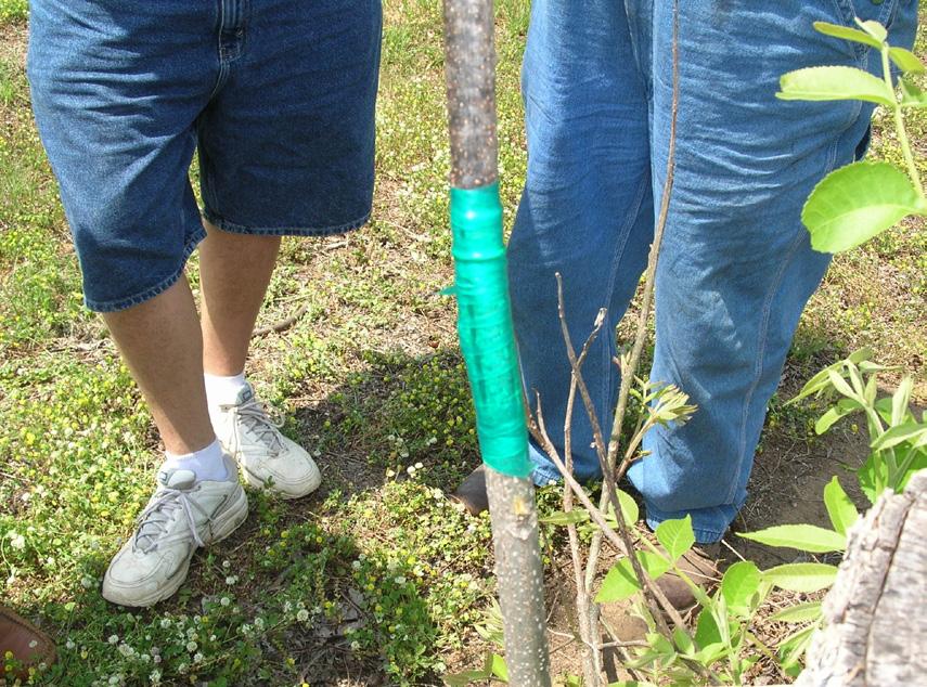 Four to 6 inches of soil should be removed from the base of the tree so that the graft can be placed below ground where it will be slow to dry out and require less care and wrapping.