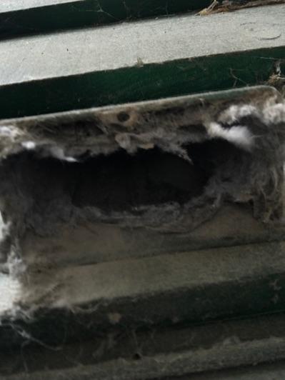 Lint in dryer vent indicating possible blockage, strongly recommend cleaning as a blocked dryer vent can be a