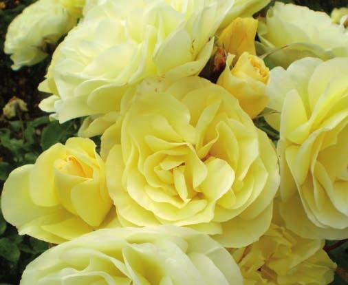 High Voltage Rosa BAIage Official flower color: Medium Yellow Hardiness zone: 4-9 Height: 4-5 Flower form, size: Double, 2-3" Petal count: 22