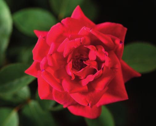 Kashmir Rosa BAImir Official flower color: Dark red Hardiness zone: 4-9 Height: 3-4 Flower form, size: Very full, 3" Petal count: 50 Resembling a