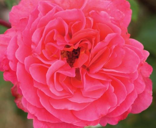 Kiss Me Rosa BAIsme PP18,506 Classification: Grandiflora Official flower color: Pink blend Hardiness zone: 5-9 Height: 3-4 Flower form, size: Double, 4" Petal count: 20-25 Decidedly the most fragrant