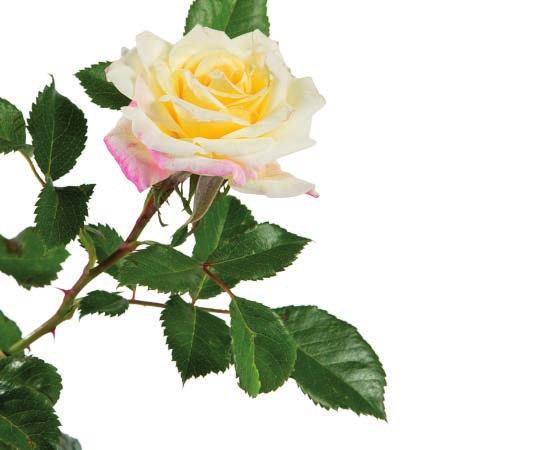 Music Box Rosa BAIbox Official flower color: Yellow blend Bloom cycle: Everblooming Hardiness zone: 4-9 Height: 3.