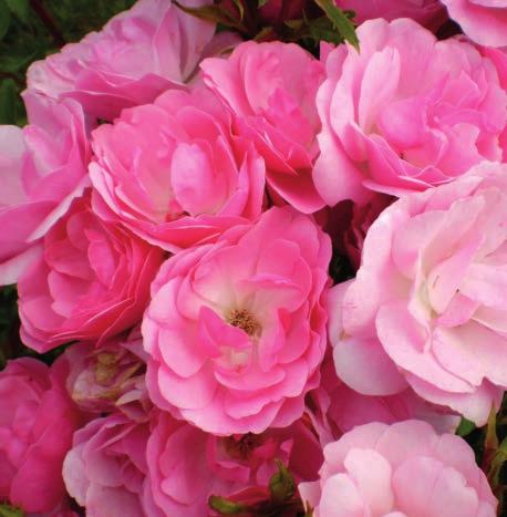 This compact, vigorous shrub rose is crown hardy to zone 4 and resistant to both blackspot and mildew. Mystic Fairy has sterile flowers, produces no hips and doesn t know how to quit blooming.