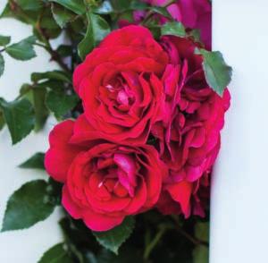5" Petal count: 20 Wonderful clusters of red hybrid tea-shaped blooms carpet this rose from head to foot.