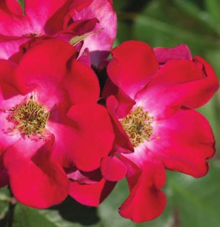 Screaming Neon Red Rosa BAIneon Official flower color: Medium red Hardiness zone: 4-9 Height: 3-4 Flower form, size: Semi-double, 2-2.