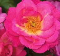 Sunrise Sunset Rosa BAIset PP 16,770 Official flower color: Pink blend Bloom cycle: Everblooming Hardiness zone: 4-9 Height: 3-6 Flower form, size: Semi-double, 2-2.
