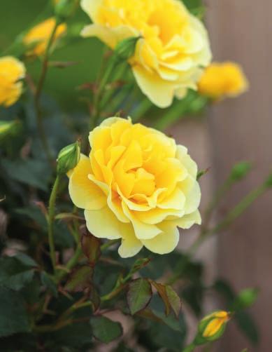 Yellow Brick Road Rosa BAIoad PP19,046 Official flower color: Deep yellow Hardiness zone: 5 9 Height: 2-3 Flower form, size: Full, 2-3" Petal count: 38 Neat, round, compact shrub covers itself with