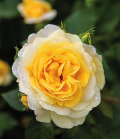 Excellent flower effect. Will add a splash of color in the front of the border, as a groundcover and also as a low hedge. Excellent blackspot resistance, which is hard to find in yellow roses.