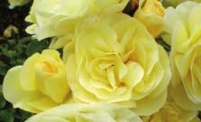 The Easy Elegance Story Since we started breeding roses in 1991, we have had a singular focus: deliver