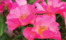 The result has been a successful line of cold-hardy, disease-resistant shrub roses with classically