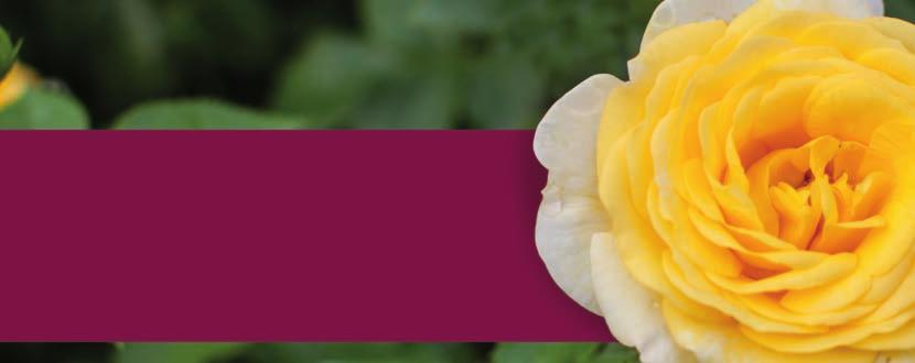 Why Easy Elegance? Classic Beauty Now you can enjoy the classic beauty of your grandma s hybrid tea roses without all the work she had to do to keep them beautiful. The secret?