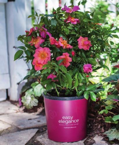 All the Rage Rosa BAIrage PP 19,945 Official flower color: Apricot blend Bloom cycle: Everblooming Hardiness zone: 4-9 Height: 3-5' Flower form, size: Semi-double, 3-4"