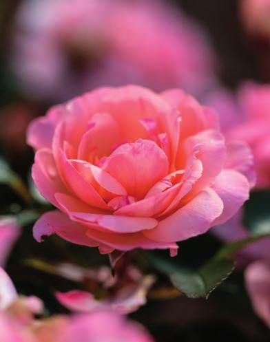 Performs extremely well in cold and warm climates. Calypso Rosa BAIypso Official flower color: Apricot blend Hardiness zone: 5-9 Height: 2 Flower form, size: Double, 2.