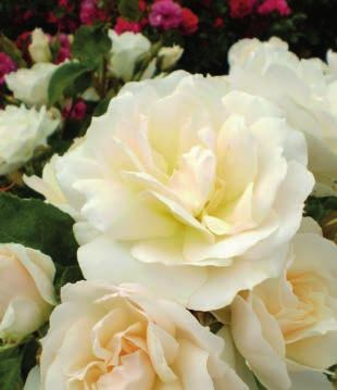 Champagne Wishes Rosa BAIcham Official flower color: White
