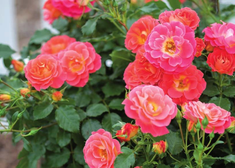 Coral Cove Rosa BAIove Official flower color: Orange-pink blend Bloom cycle: Everblooming Hardiness zone: 4-9 Height: 2-3.