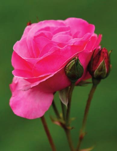 Grandma s Blessing Rosa BAIing PP16,993 Official flower color: Medium pink Hardiness zone: 5-9 Height: 2.