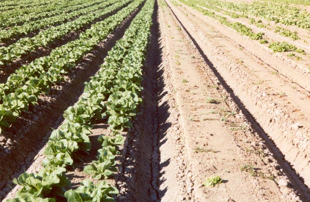 Lettuce cultivar evaluation trial: Romaine