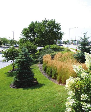 All landscaping within and adjacent to the public right-ofway shall be compatible with existing plant materials in the area and be composed of native and salt tolerant species.
