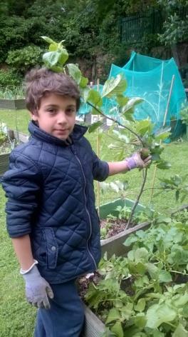 Pupils gained practical experience and understanding on the importance in feeding fruit trees. Why is it important to feed plants with compost to support healthy plant life?