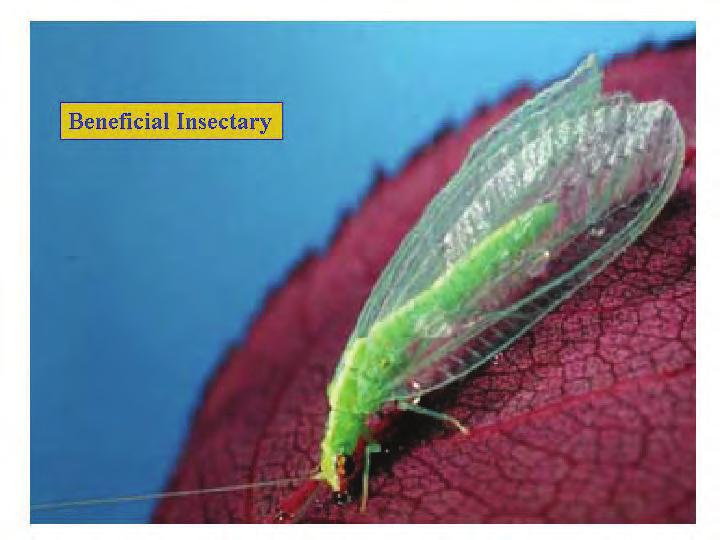 The larvae of these two predators hunt down and destroy garden pests!