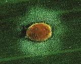 As the egg hatches and the immature insect grows, it uses the pest insect as room and board. The pest is its HOST.