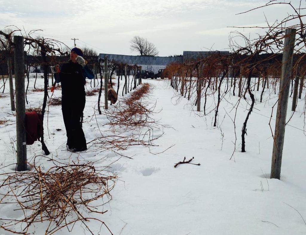 General IPM Practices for Grapes Site Selection Appropriate Varieties Clean