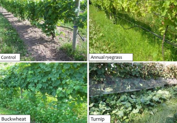 Weed Pests Why? - Soil Moisture - Nutrient Competition - Rodent Habitat - Sunlight (Young Vines) How?