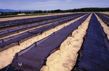 dormancy. Germination temperatures of 10 to 17 C (50 to 62 F) are optimum. Seeds of these species should be planted in the fall, and germination will take place in late winter or early spring.