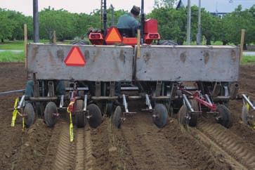 (d) Figure 16 Transplanting liners at higher spacing. A tractor pulls the transplanting unit with several workers placing seedlings into the planting wheel.