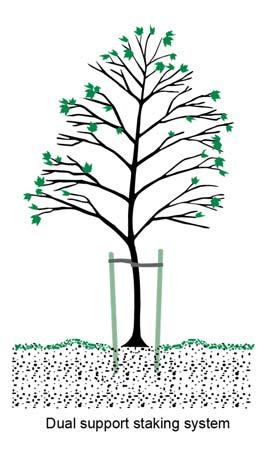Planting Specifications for Staking Bare Root Trees Stake if o the tree or trees are in very open sites, exposed to high winds or wind produced from passing vehicular traffic.