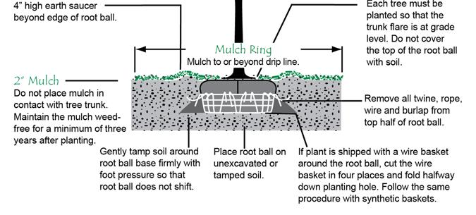 Tree Planting Guidelines The Planting Hole: The planting hole should be dug wide and deep enough to accommodate roots without bending them into the hole.