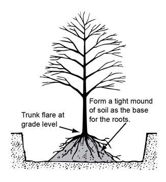 Create a mound of firmly packed soil in the center of the planting hole for the root mass to sit upon at the correct depth. Dig planting hole 2X the width of the root ball.