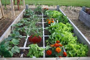 Square Foot Gardening fundamentals Divide the growing area into one foot squares SFG simplifies planning for a small but