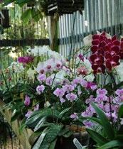 HORTICULTURE BUILDING A SUBTROPICAL GARDEN Carlos Somoza The key to building beautiful gardens in South Florida relies heavily on choosing the right building materials for your application and