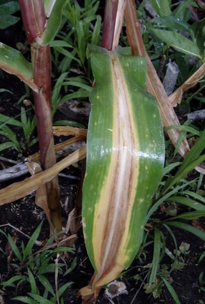 Are your plants healthy? Plants show special signs when they are not growing well. This maize leaf is indicating the plant is short of a nutrient called nitrogen.