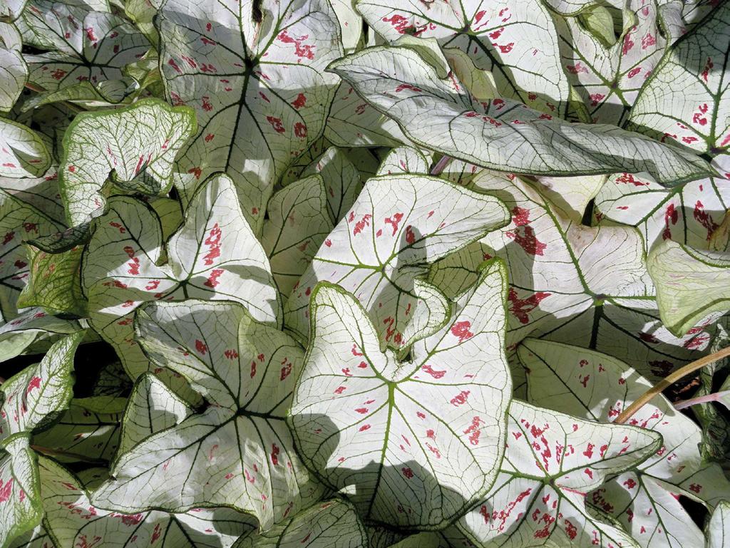 ENH1201 Caladium A Spotted, Fancy-Leaved Variety for Use in Containers and Landscapes 1 Zhanao Deng 2 Caladiums are grown in containers and landscapes for their bright, colorful leaves.