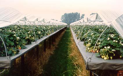 OUTDOOR SUMMER PRODUCTION A minority of growers in Belgium and Holland are using