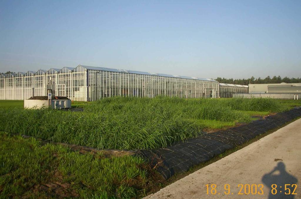 Biofiltration reed systems Treatment of waste water prior do discharge into the environment Vertical flow reed beds and surface flow systems Use of different plants mainly reed