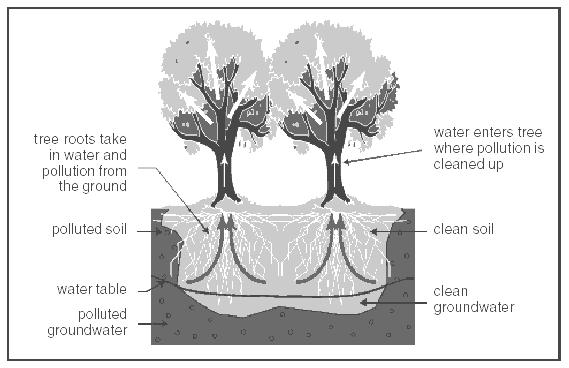 The Forest Model Rain gardens are