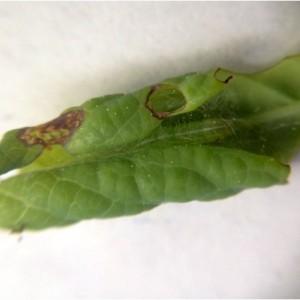 Blueberry Plum Curculio (PC): We continued to find PC adults over the past week in both Burlington and Atlantic counties. Overall 9% of the sites sampled were positive for PC adults.