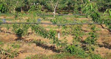 Lapins/ Maxma 14 : 22 july, 1 st leaf Cherry varieties and rootstocks information on the Ctifl web site http://www.ctifl.