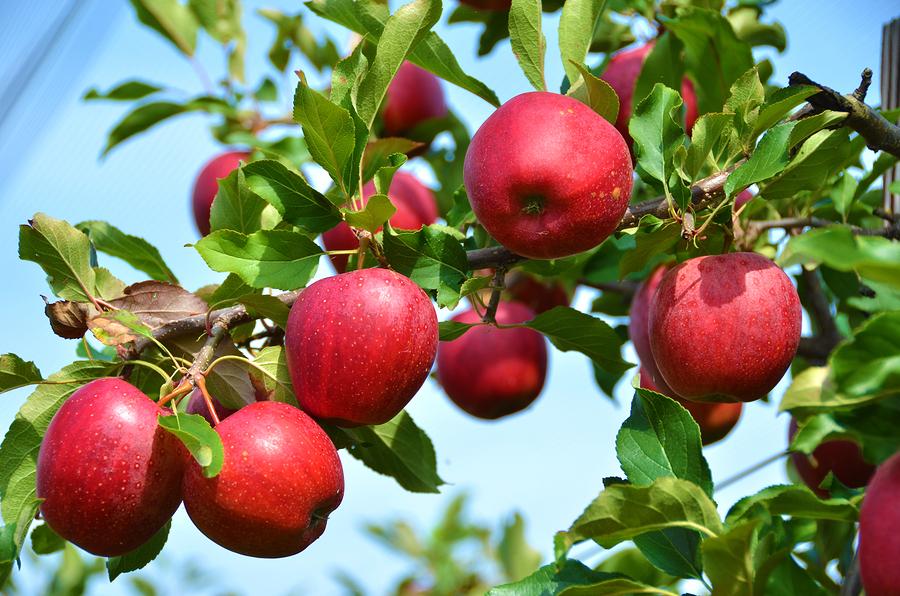 NAA (1-Napthalene acetic acid) For preharvest drop control Can see effects in 1-3 days after application, for up to 2 weeks Can advance maturity, soften apples NAA