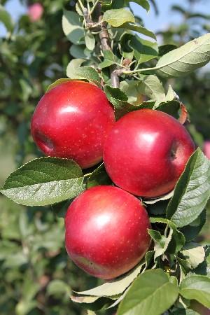 Promotes coloring Loosens apples Primarily for early