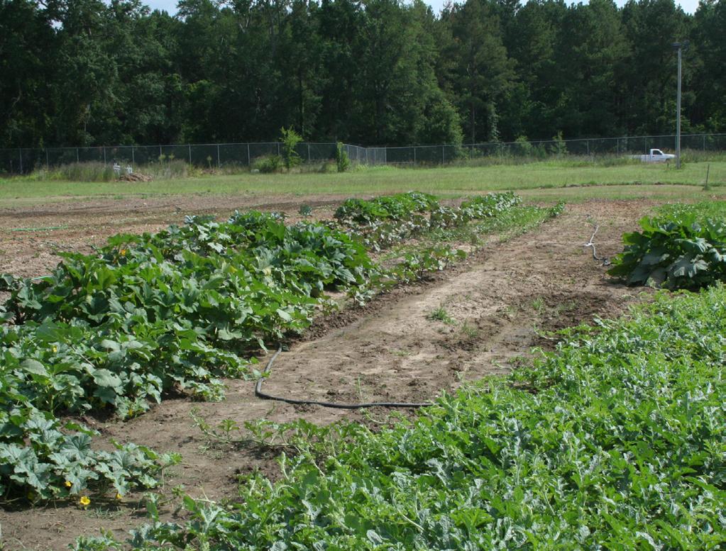 Year One he Office of the Attorney General entered into a Memorandum of Understanding with the Mississippi Department of Human Services, Division of Youth Services to implement the garden project at