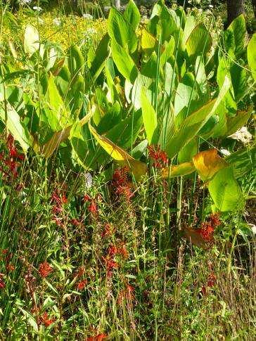 Cardinal flower (Lobelia) Short-lived Low tolerance for dry soil