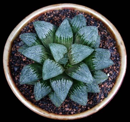 Haworthia are among the easiest to grow, and the wide variety of species available has led to rapid hybridization, starting in South Africa, and then moving around the world, with particularly